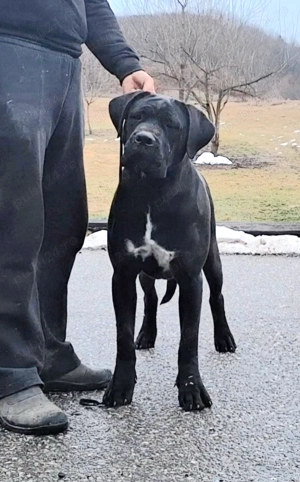 Cane Corso junioara.