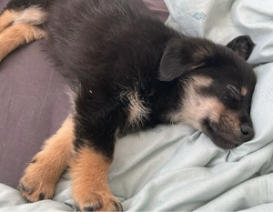 Donez pui metis aproximativ doua luni talie mica-medie