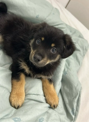 Donez pui metis aproximativ doua luni talie mica-medie - imagine 2