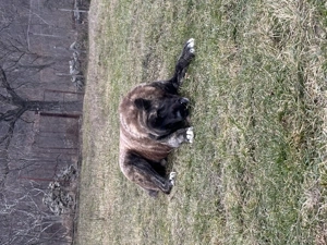 Vând câine din rasa alabai  - imagine 2