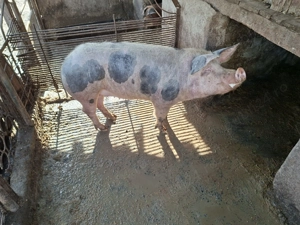 Cauta casa!pt locuit sau taiat! - imagine 3