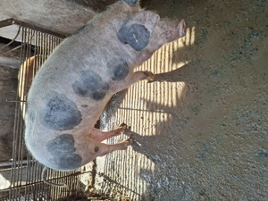 Cauta casa!pt locuit sau taiat! - imagine 2