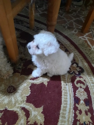 Bichon Frise