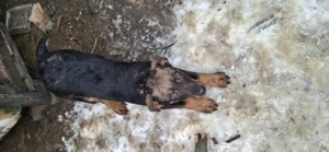 vand un catelus de 5 luni( jagdterrier) - imagine 3