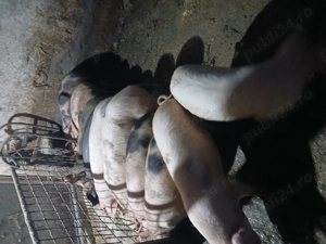 Soldani între 40-50kg   