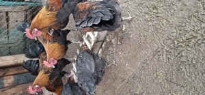 vand cocosei de marans , au 5 luni - imagine 4