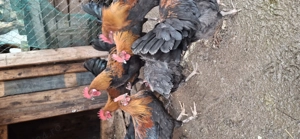 vand cocosei de marans , au 5 luni - imagine 5