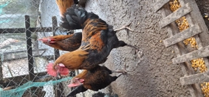 vand cocosei de marans , au 5 luni