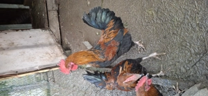 vand cocosei de marans , au 5 luni - imagine 2