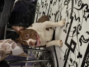 Vând Femelă American Bully Micro  Poket de 5 Luni Părinți cu Pedigree !!!