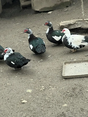 Vand bibilici si rate. - imagine 4