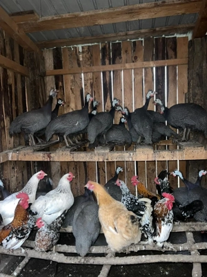 Vand bibilici si rate.