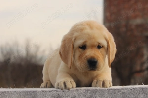 catei labrador calitate deosebita - imagine 2