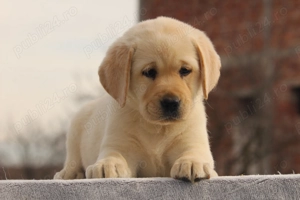 catei labrador calitate deosebita