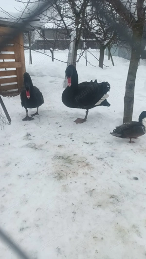 Vând păsări exotice,  lebede - imagine 2