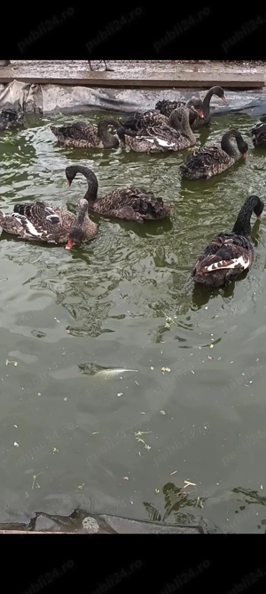 Vând păsări exotice,  lebede - imagine 4