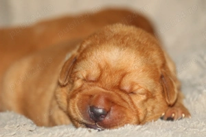 catei labrador foxred cu pedigree