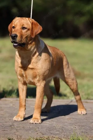 catei labrador foxred cu pedigree - imagine 5