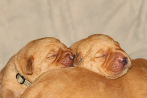 catei labrador foxred cu pedigree - imagine 3