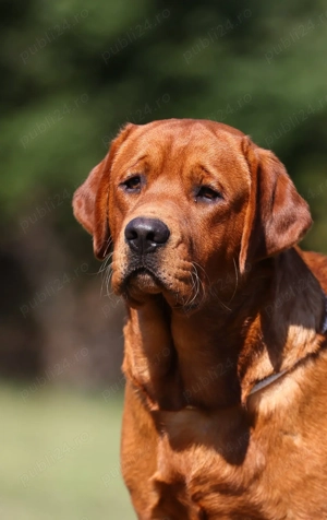 catei labrador foxred cu pedigree - imagine 4