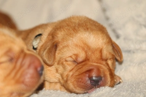 catei labrador foxred cu pedigree - imagine 2