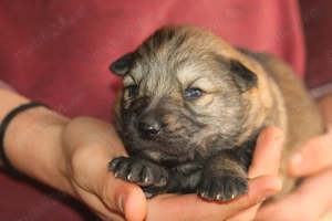  catei lup cehoslovac