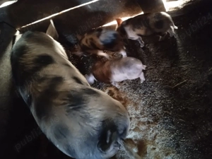 Vând purcei  - imagine 3