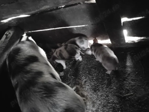 Vând purcei  - imagine 2