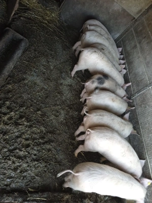 Vând grăsuni  - imagine 2