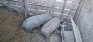 Vand porcii  - imagine 5