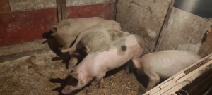 Vand porcii  - imagine 3