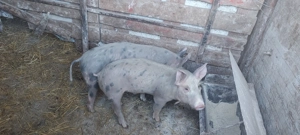 Vand porcii  - imagine 4