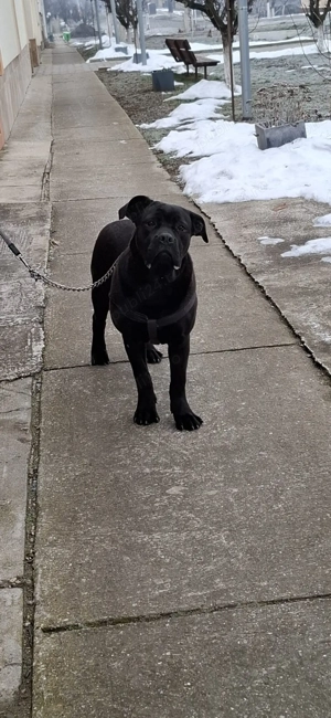 cane corso 