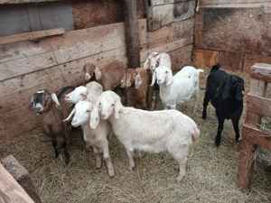 iedute de vanzare  - imagine 2