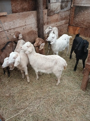 iedute de vanzare  - imagine 5