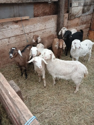 iedute de vanzare  - imagine 3