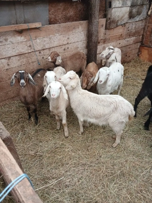 iedute de vanzare  - imagine 4