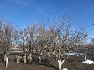 Casă de vânzare Pecica  - imagine 5