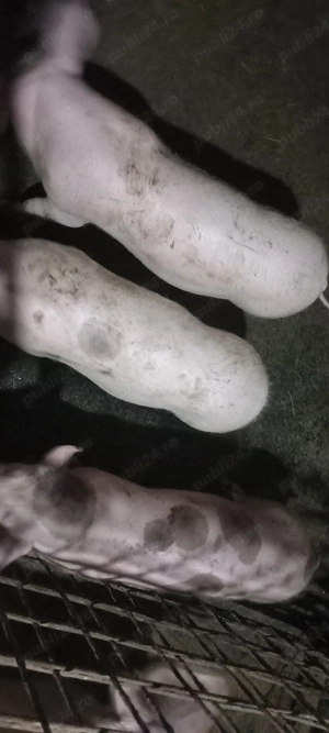 pietrean de vanzare - imagine 3