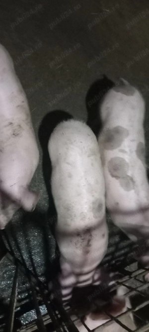 pietrean de vanzare - imagine 2