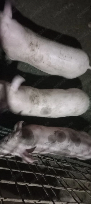 pietrean de vanzare - imagine 4