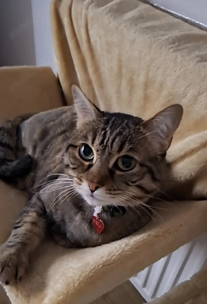 Donez pisica ( fata )