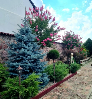 Vând casă vila D+P+M, cu piscină, în Arad, zona Gradiste - imagine 2