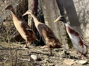 Rate Indiene - imagine 3