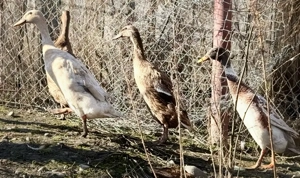 Rate Indiene - imagine 2