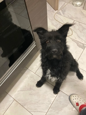 Bibi cățelușa de întors oi  - imagine 3