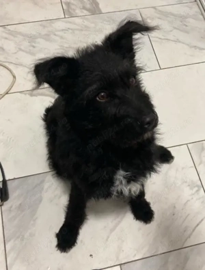 Bibi cățelușa de întors oi 