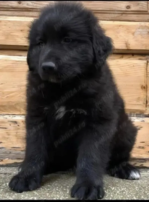 Pui de ciobănesc corb cu pedigree 