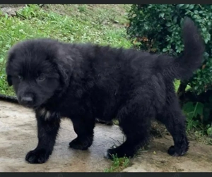 Cățel ciobănesc corb cu pedigree  - imagine 2