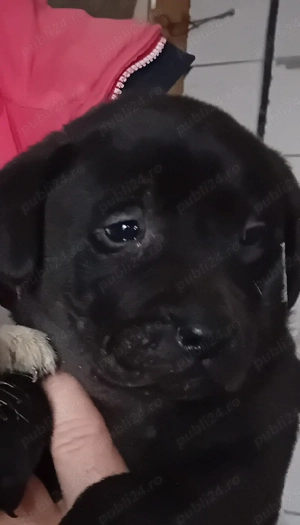 Caței  Labdor  Retriver - imagine 4